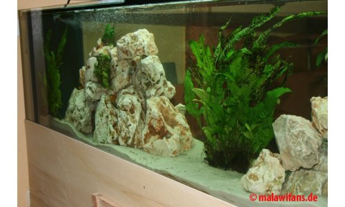 Malawi Mbuna Becken 500l